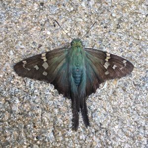 Meet your Posher, Steven